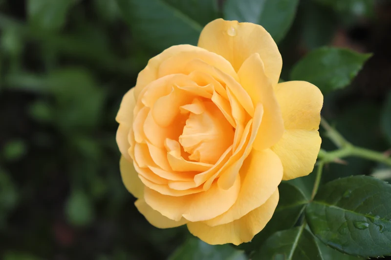Rosier floribunda ‘Julia Child’ ( Rosa ‘Julia Child’)
