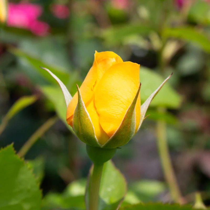 Rosier floribunda ‘Julia Child’ ( Rosa ‘Julia Child’)