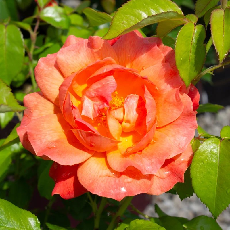 Rosier floribunda ‘Livin' Easy’ ( Rosa ‘Livin' Easy’)