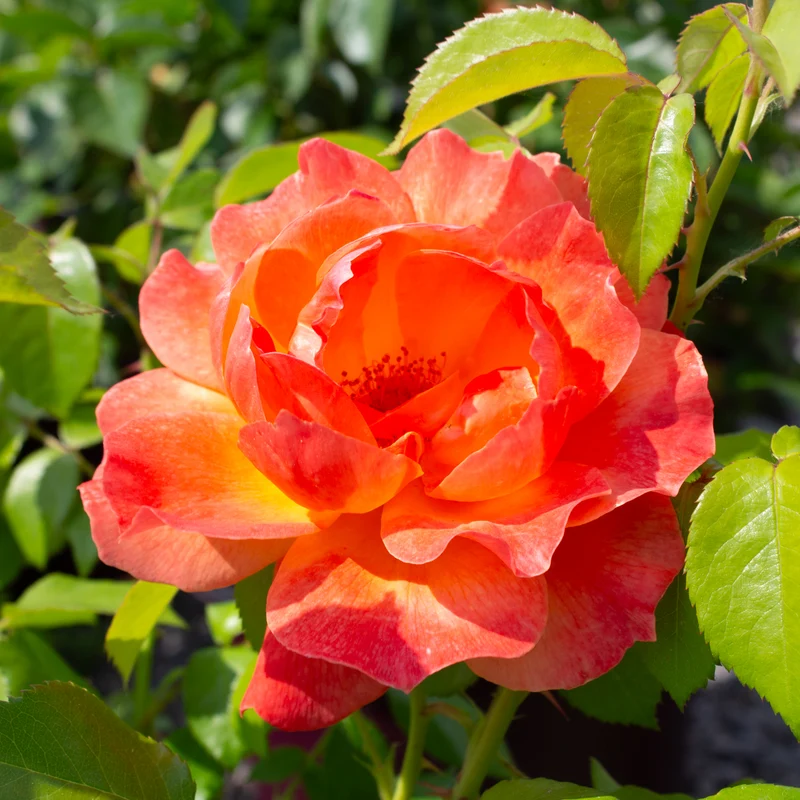 Rosier floribunda ‘Livin' Easy’ ( Rosa ‘Livin' Easy’)