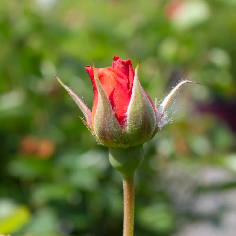 Rosier floribunda ‘Livin' Easy’ ( Rosa ‘Livin' Easy’)