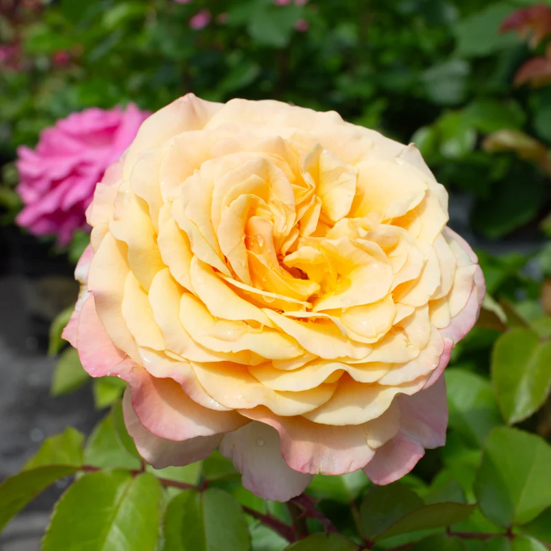 Rosier floribunda ‘Morning Glow’ ( Rosa ‘Morning Glow’)