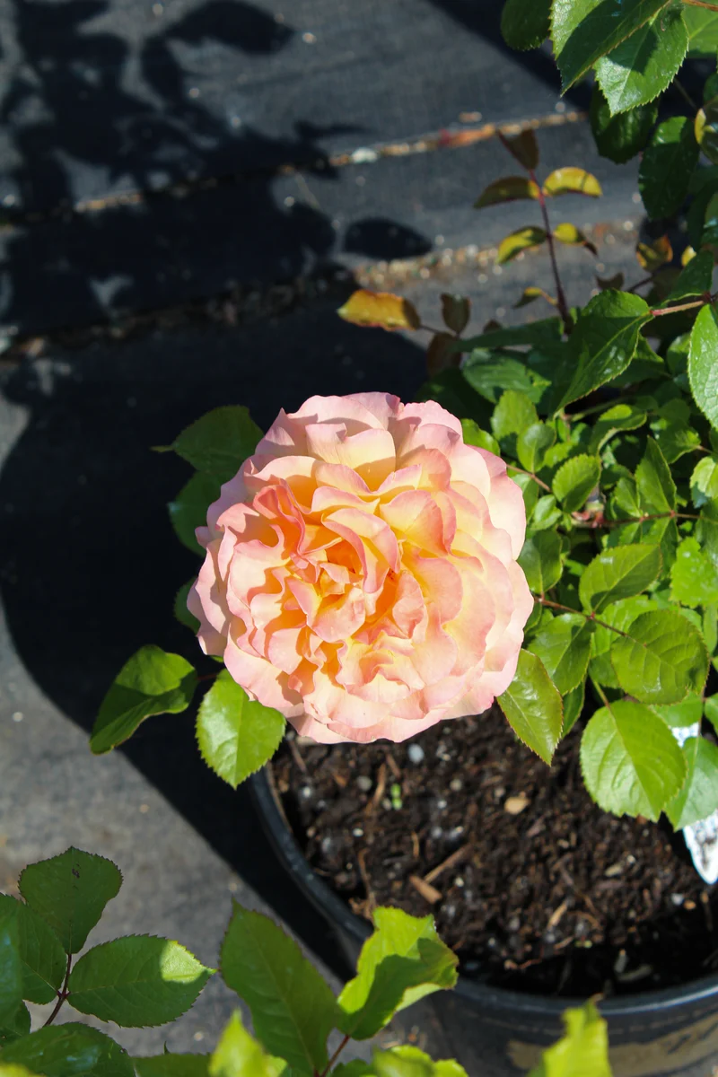 Rosier floribunda ‘Morning Glow’ ( Rosa ‘Morning Glow’)