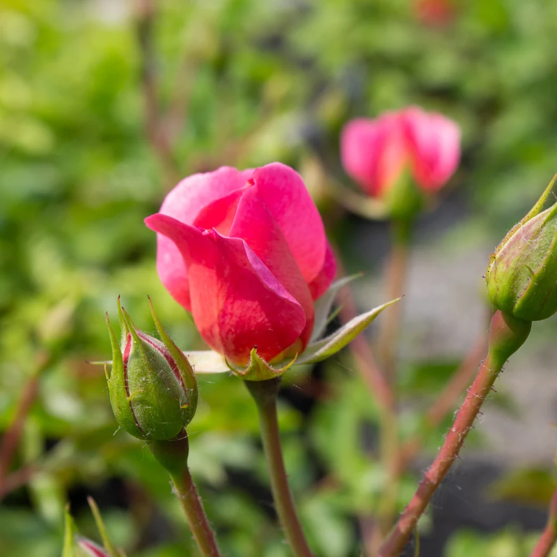 Rosier floribunda ‘Maxi Vita’ ( Rosa ‘Maxi Vita’)