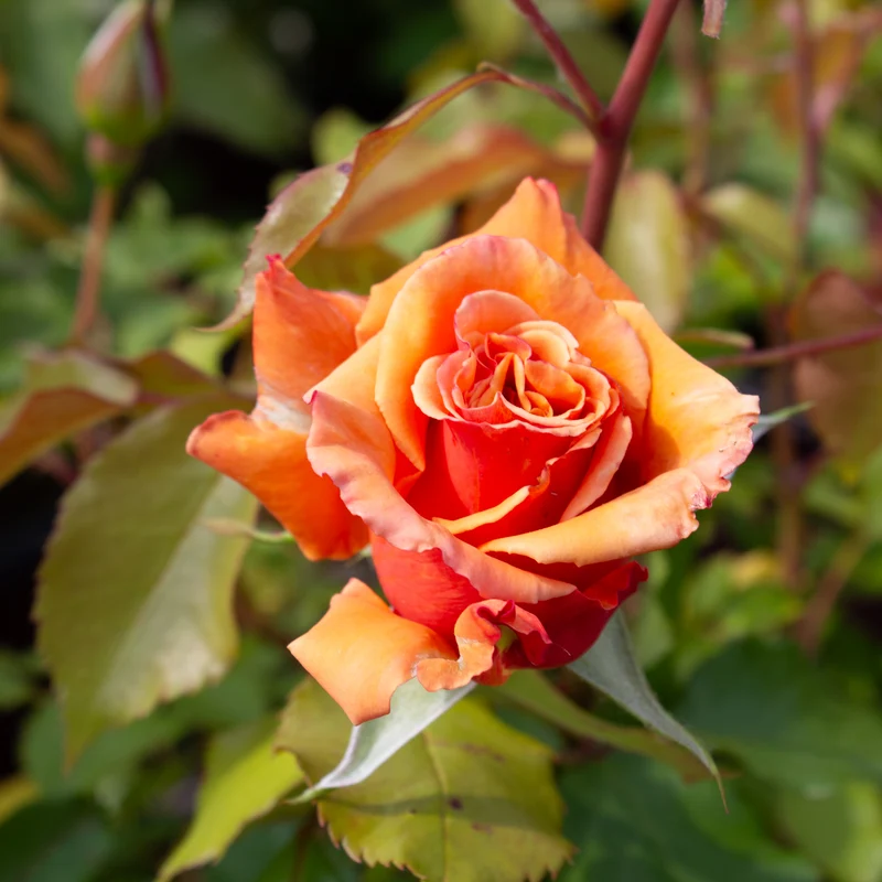 Rosier floribunda ‘Singin' In The Rain’ ( Rosa ‘Singin' In The Rain’)