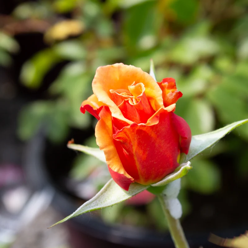Rosier floribunda ‘Singin' In The Rain’ ( Rosa ‘Singin' In The Rain’)