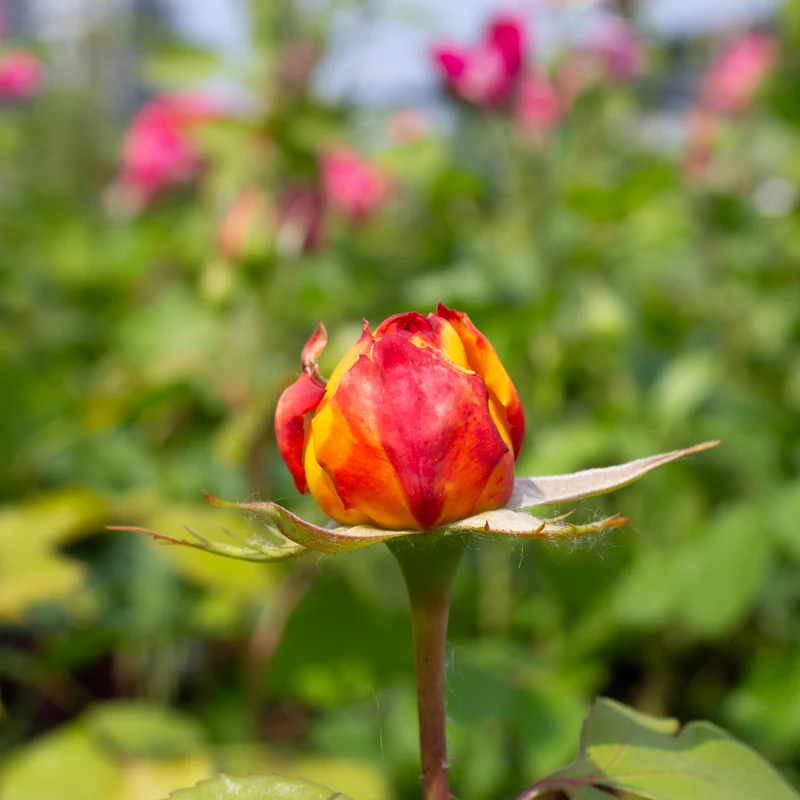 Rosier grandiflora ‘Glowing Peace’ ( Rosa ‘Glowing Peace’)