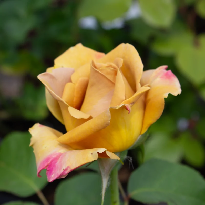 Rosier grandiflora ‘Happy Go Lucky’ ( Rosa ‘Happy Go Lucky’)
