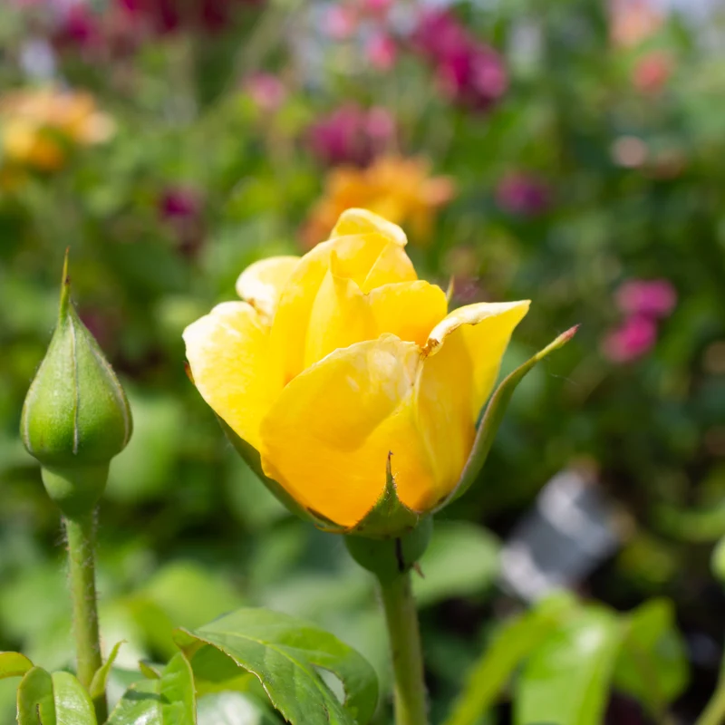 Rosier grandiflora ‘Happy Go Lucky’ ( Rosa ‘Happy Go Lucky’)