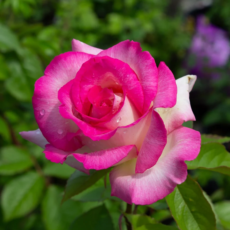 Rosier grandiflora ‘Miss Congeniality’ ( Rosa ‘Miss Congeniality’)