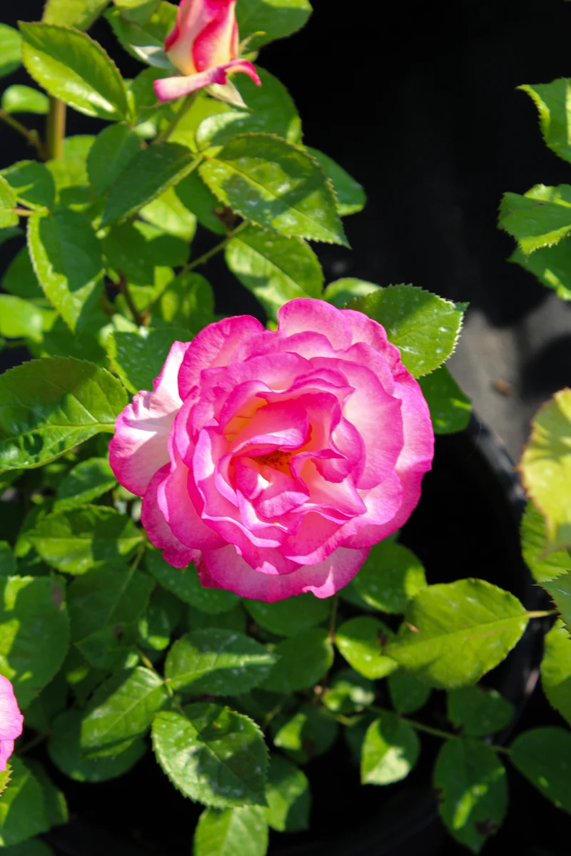 Rosier grandiflora ‘Miss Congeniality’ ( Rosa ‘Miss Congeniality’)