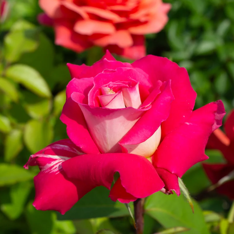 Rosier grandiflora ‘Love’ ( Rosa ‘Love’)