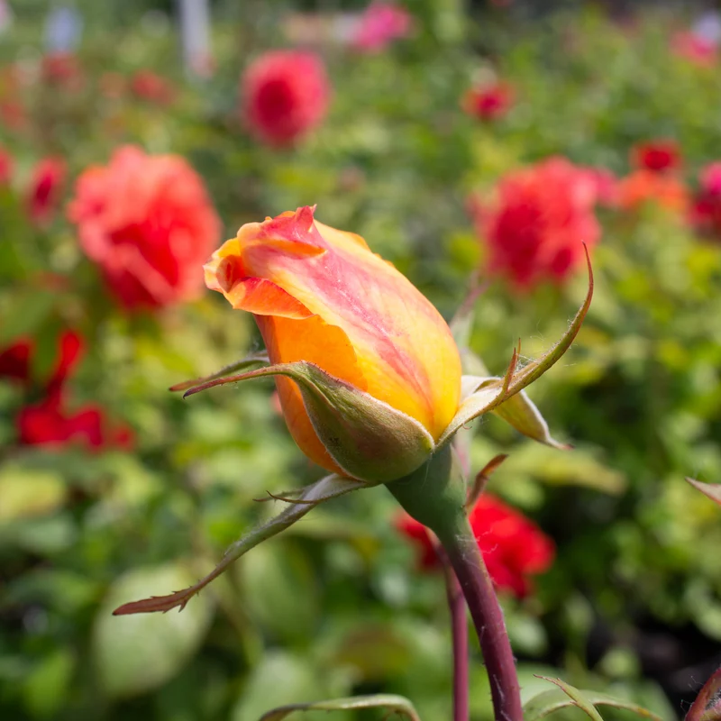 Rosier grandiflora ‘Strike It Rich’ ( Rosa ‘Strike It Rich’)