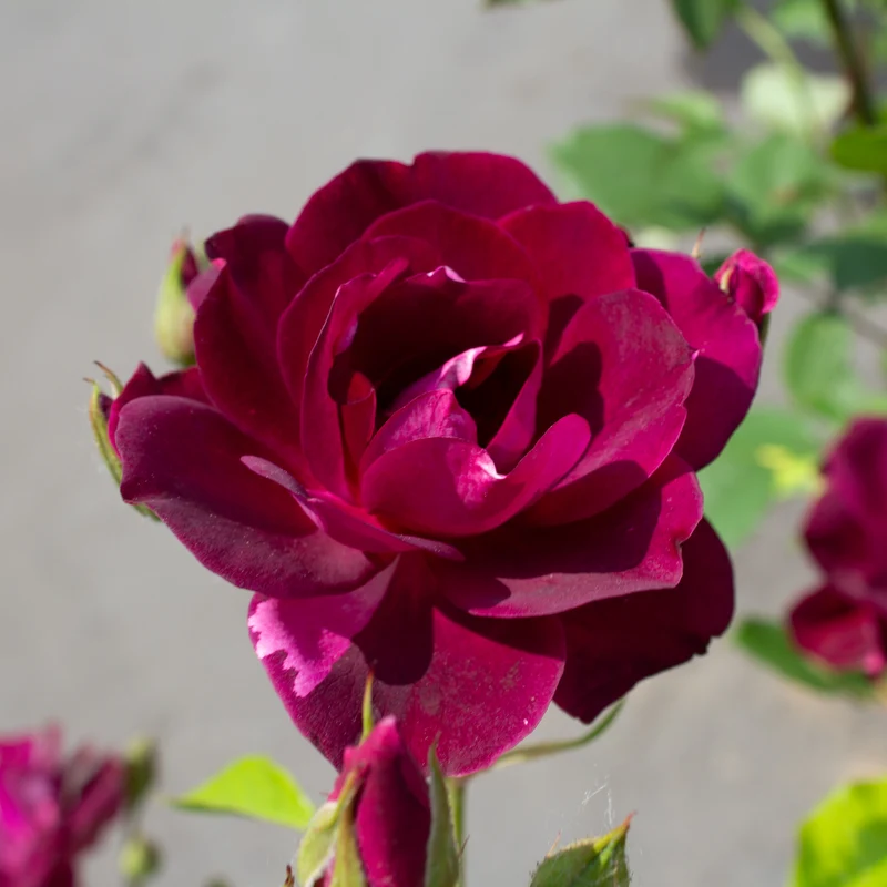 Rosier grandiflora ‘Wild Blue Yonder’ ( Rosa ‘Wild Blue Yonder’)
