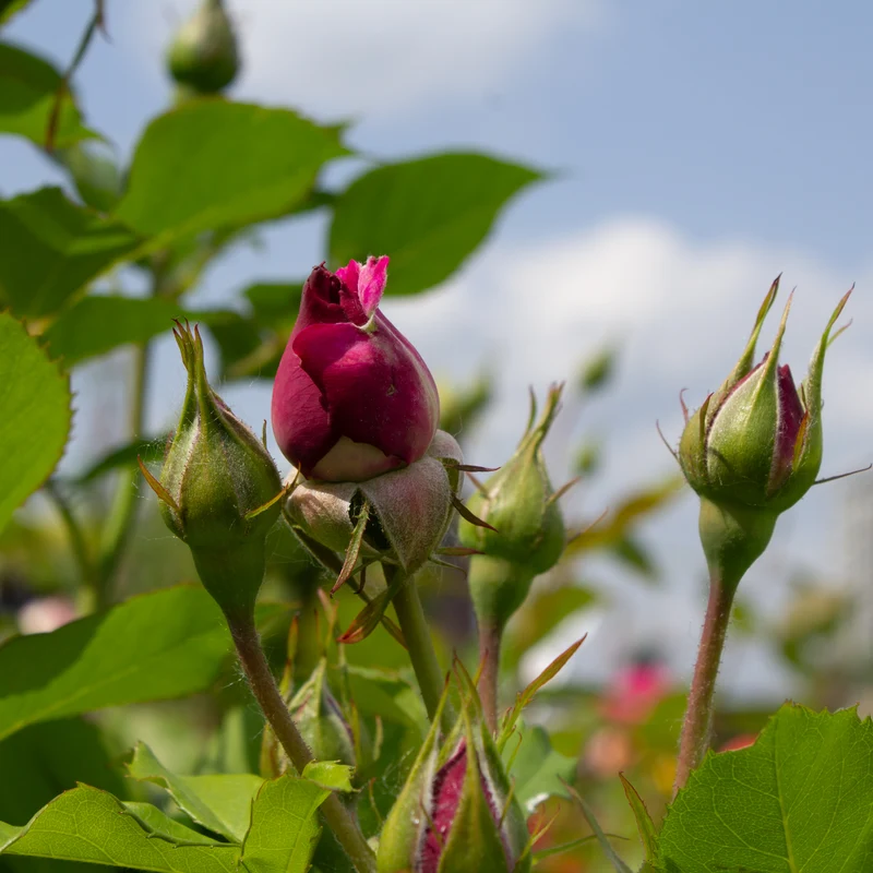 Rosier grandiflora ‘Wild Blue Yonder’ ( Rosa ‘Wild Blue Yonder’)