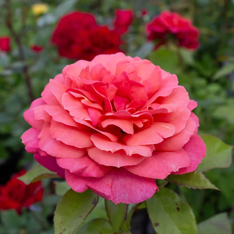 Rosier grandiflora ‘Uptown Girl’ ( Rosa ‘Uptown Girl’)