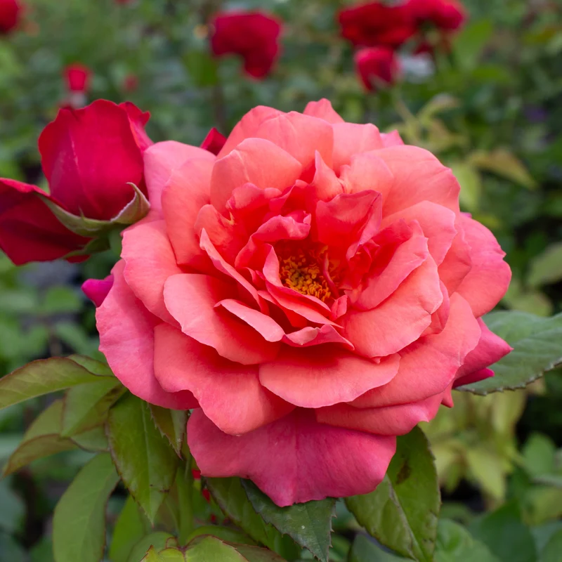 Rosier grandiflora ‘Uptown Girl’ ( Rosa ‘Uptown Girl’)