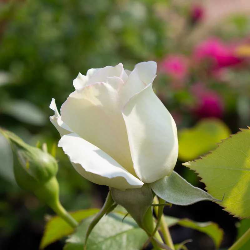 Rosier grimpant ‘Eden Climber White’ ( Rosa ‘Eden Climber White’)