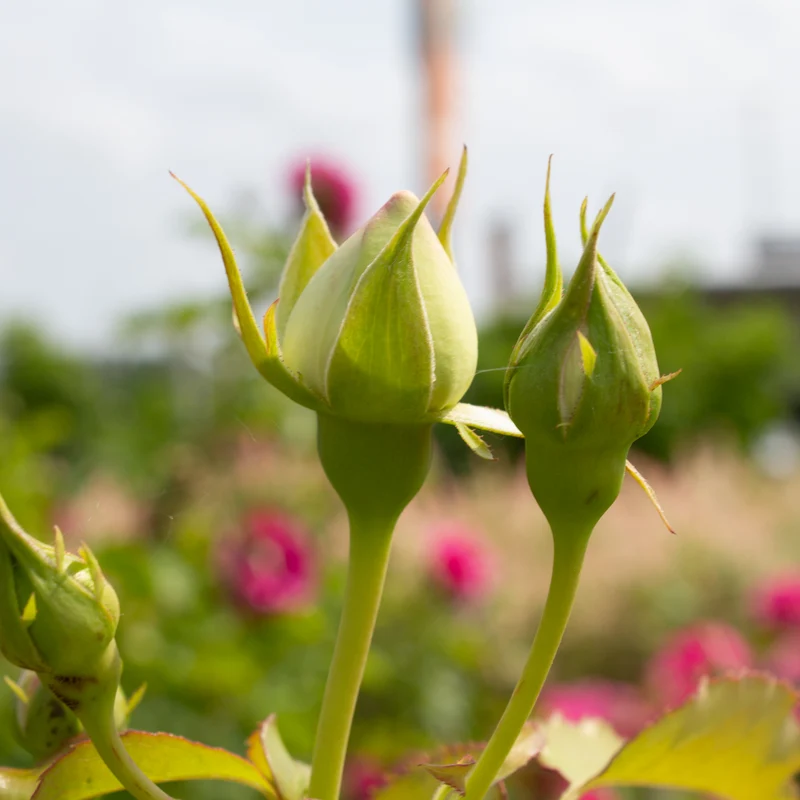 Rosier grimpant ‘Eden Climber White’ ( Rosa ‘Eden Climber White’)