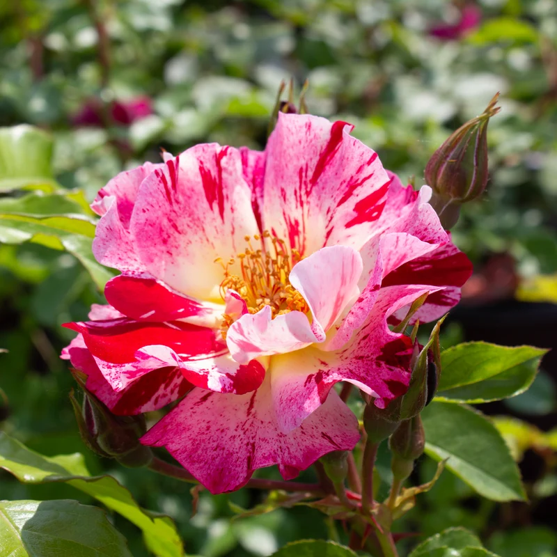 Rosier grimpant ‘Fourth of July’ ( Rosa ‘Fourth of July’)