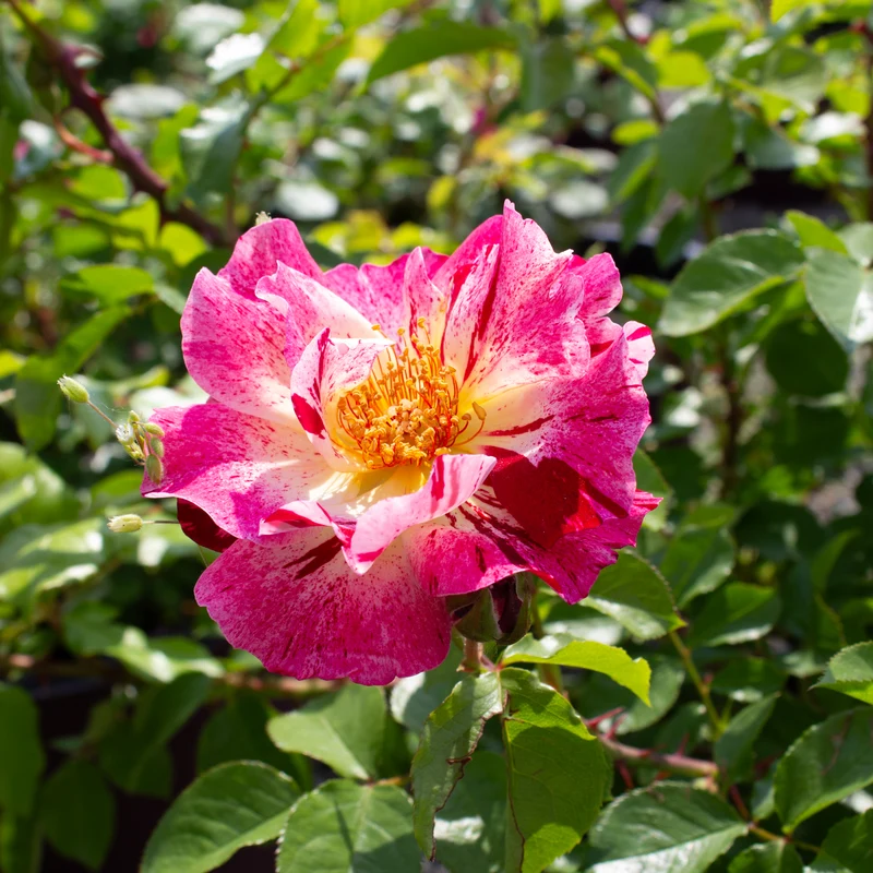 Rosier grimpant ‘Fourth of July’ ( Rosa ‘Fourth of July’)