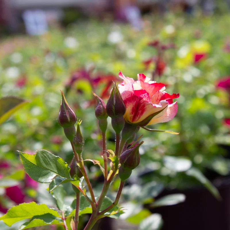 Rosier grimpant ‘Fourth of July’ ( Rosa ‘Fourth of July’)