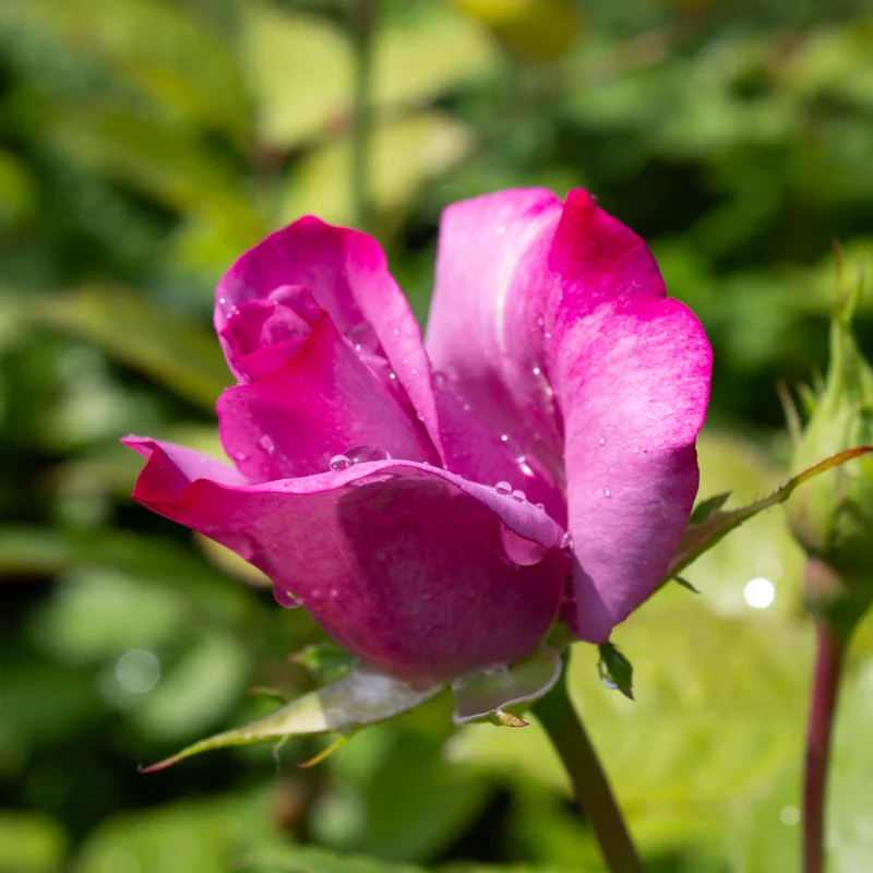 Rosier hybride de thé ‘Moody Blue’ ( Rosa ‘Moody Blue’)