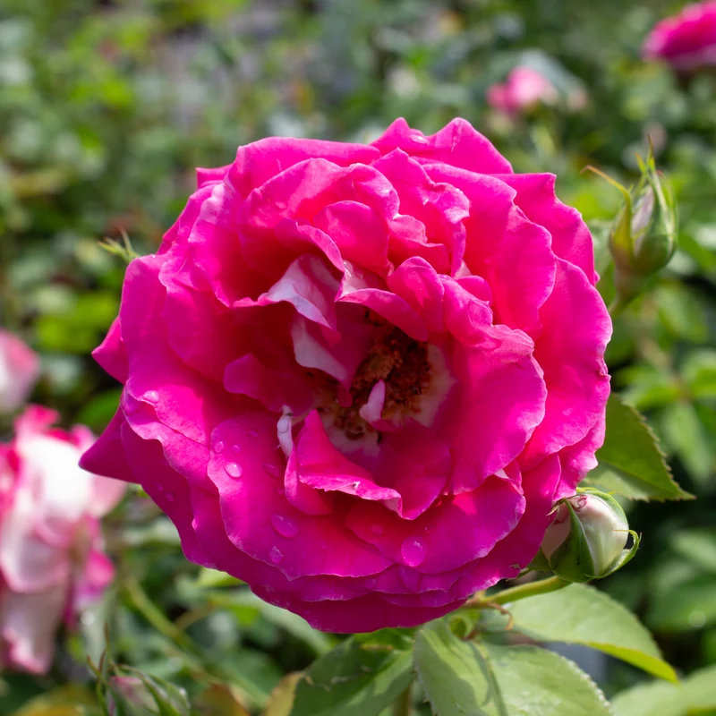 Rosier hybride de thé ‘Picture Perfect’ ( Rosa ‘Picture Perfect’)