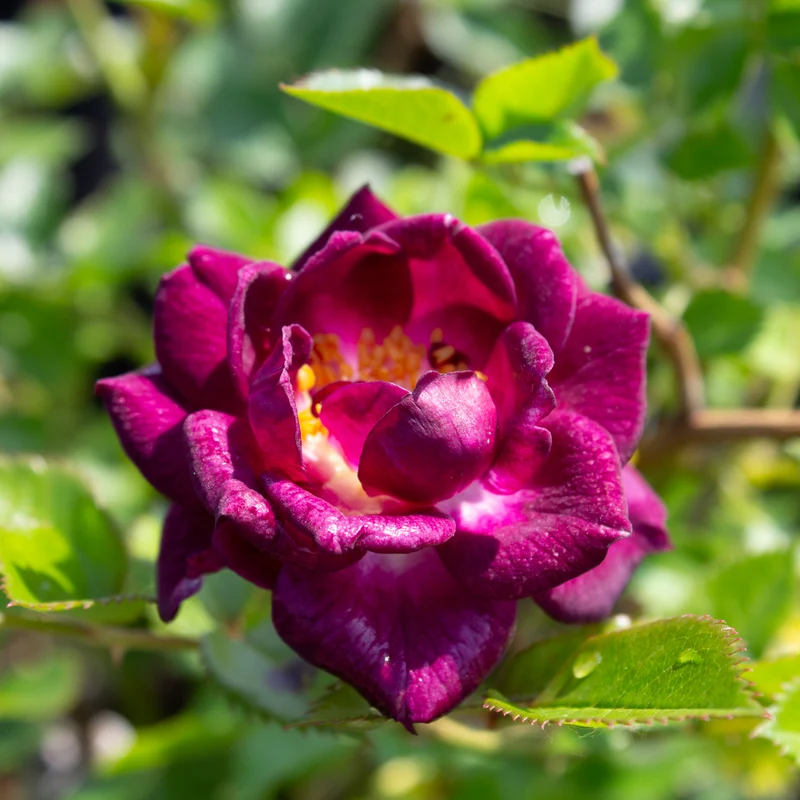 Rosier miniature ‘Diamond Eyes’ ( Rosa ‘Diamond Eyes’)