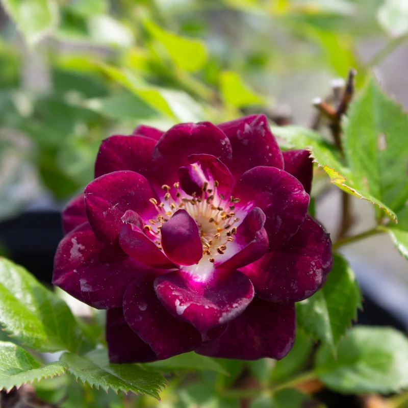 Rosier miniature ‘Diamond Eyes’ ( Rosa ‘Diamond Eyes’)