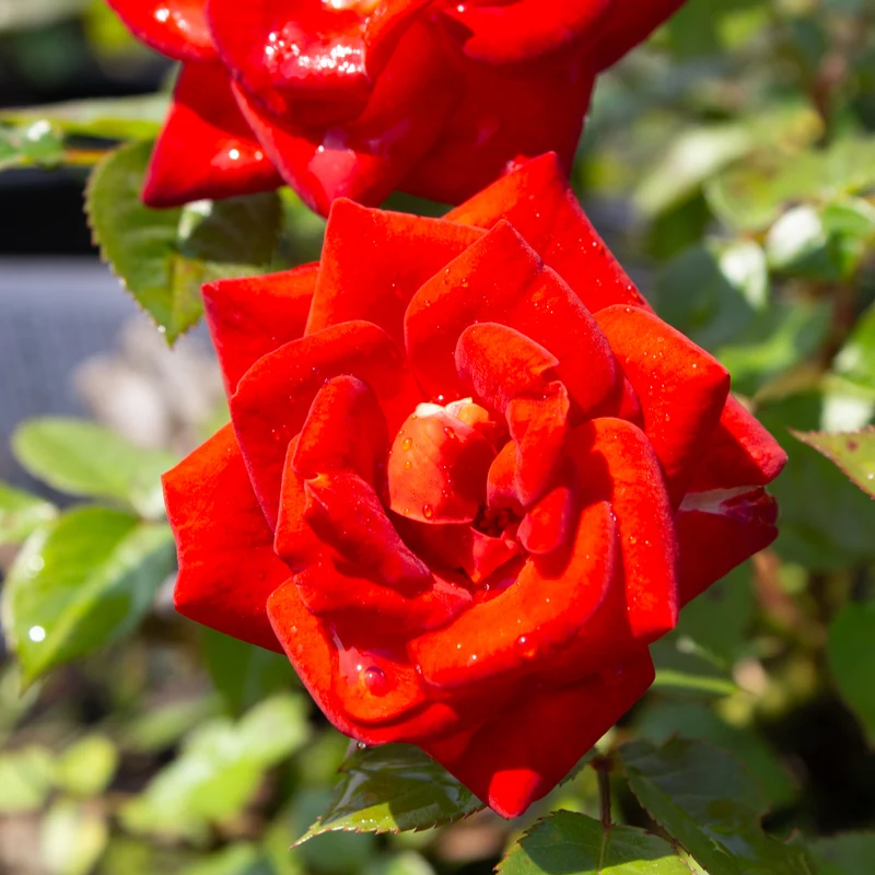 Rosier miniature ‘Coffee Bean’ ( Rosa ‘Coffee Bean’)