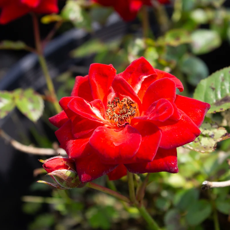 Rosier miniature ‘Coffee Bean’ ( Rosa ‘Coffee Bean’)