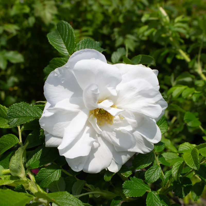 Rosier rugosa ‘Blanc Double de Coubert’ ( Rosa rugosa ‘Blanc Double de Coubert’)