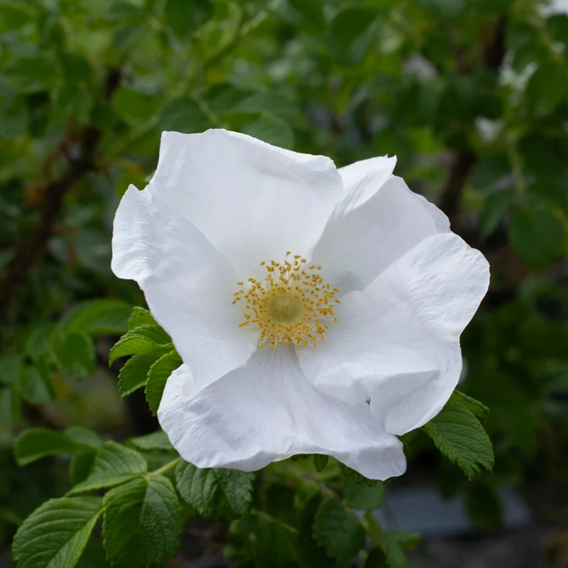 Rosier rugosa ‘Alba’ ( Rosa rugosa ‘Alba’)