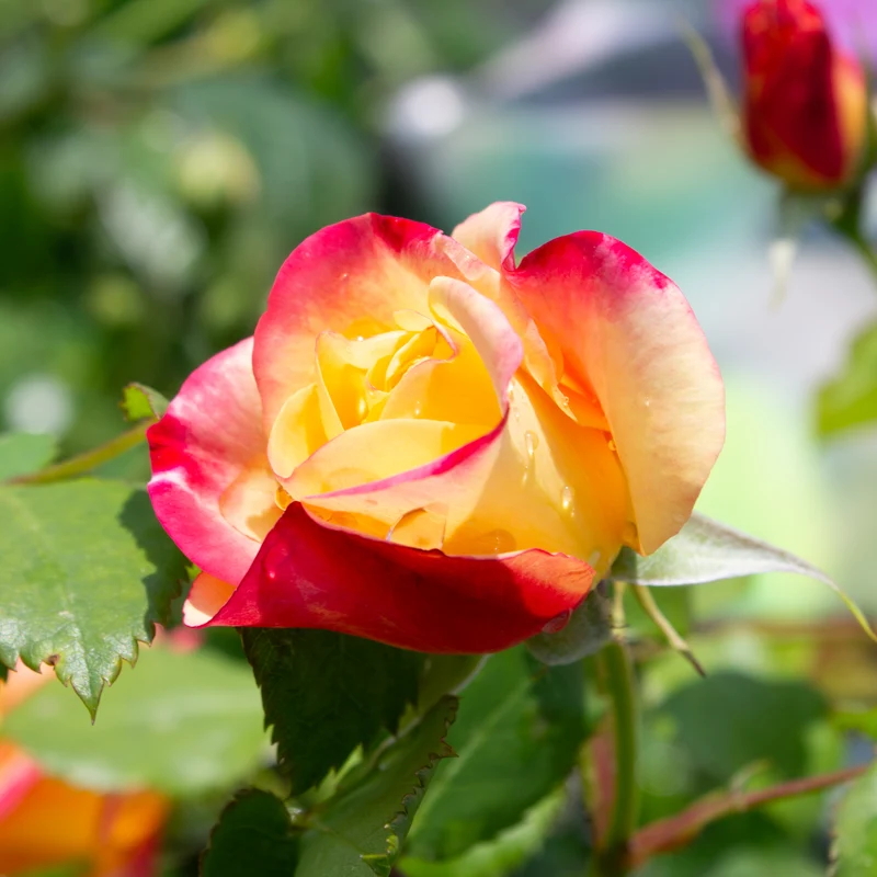 Rosier rustique ‘Campfire’ ( Rosa ‘Campfire’)