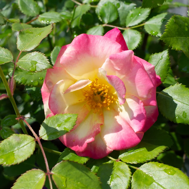 Rosier rustique ‘Campfire’ ( Rosa ‘Campfire’)