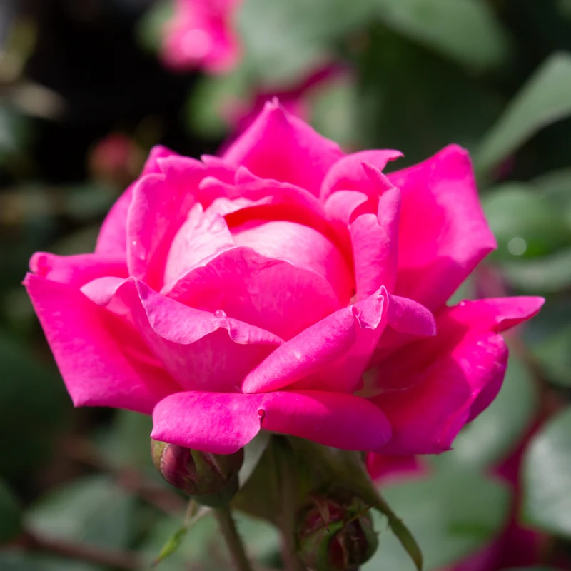 Rosier Double Knock Out rose ( Rosa ‘Double Knock Out’)
