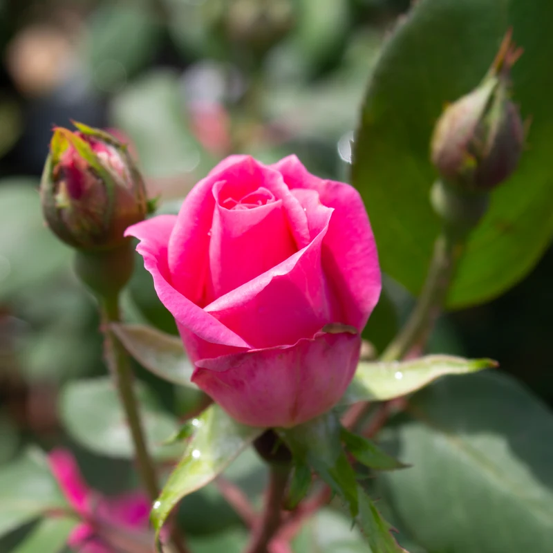 Rosier Double Knock Out rose ( Rosa ‘Double Knock Out’)
