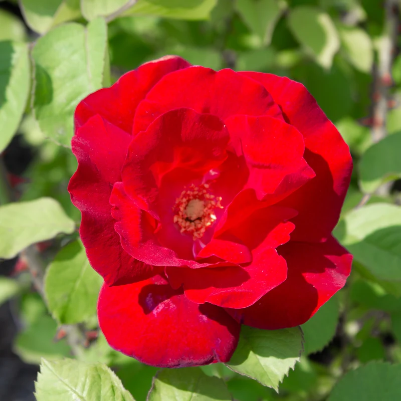 Rosier rustique ‘Emily Carr’ ( Rosa ‘Emily Carr’)