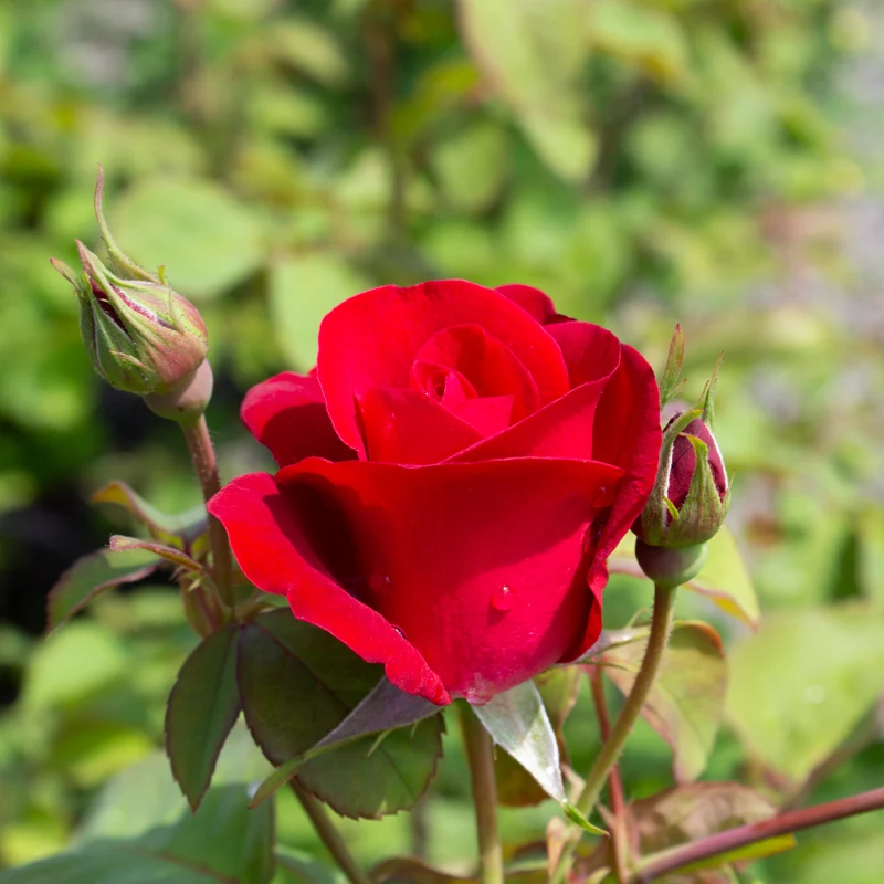 Rosier rustique ‘Emily Carr’ ( Rosa ‘Emily Carr’)