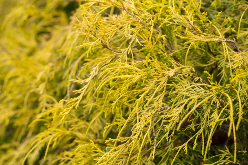 Faux-cyprès doré nain ‘Filifera Aurea Nana’ ( Chamaecyparis pisifera ‘Filifera Aurea Nana’)