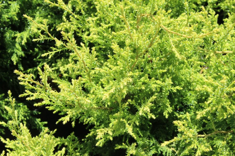Faux cyprès ‘Cream Ball’ ( Chamaecyparis pisifera ‘Cream Ball’)