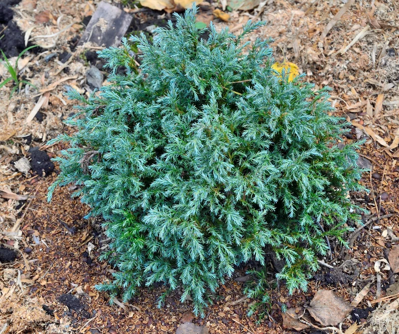 Faux cyprès ‘Blue Moon’ ( Chamaecyparis pisifera ‘Blue Moon’)