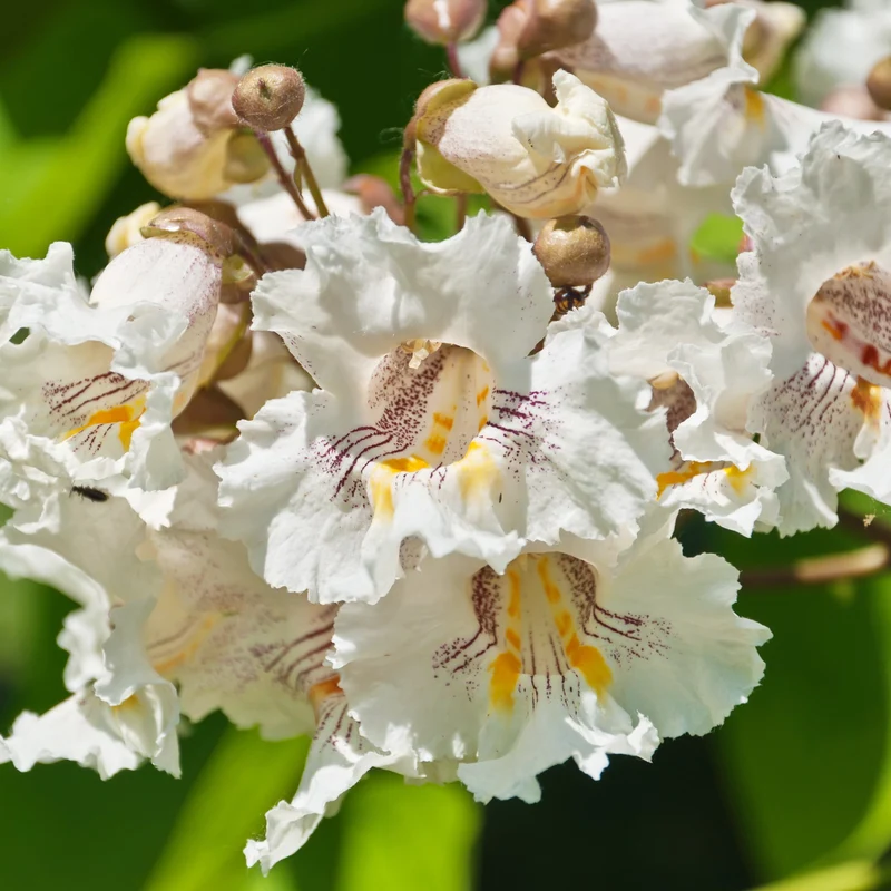 Catalpa boule ‘Nana’ ( Catalpa bignonioides ‘Nana’)
