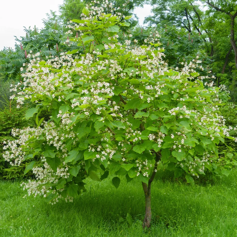 Catalpa boule ‘Nana’ ( Catalpa bignonioides ‘Nana’)