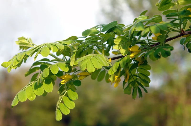Caragana de Sibérie ( Caragana arborescens )