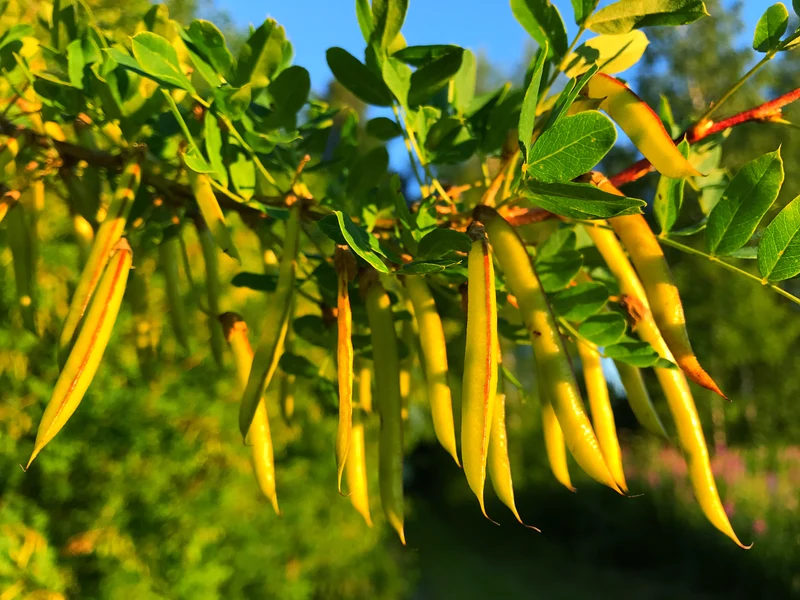Caragana de Sibérie ( Caragana arborescens )
