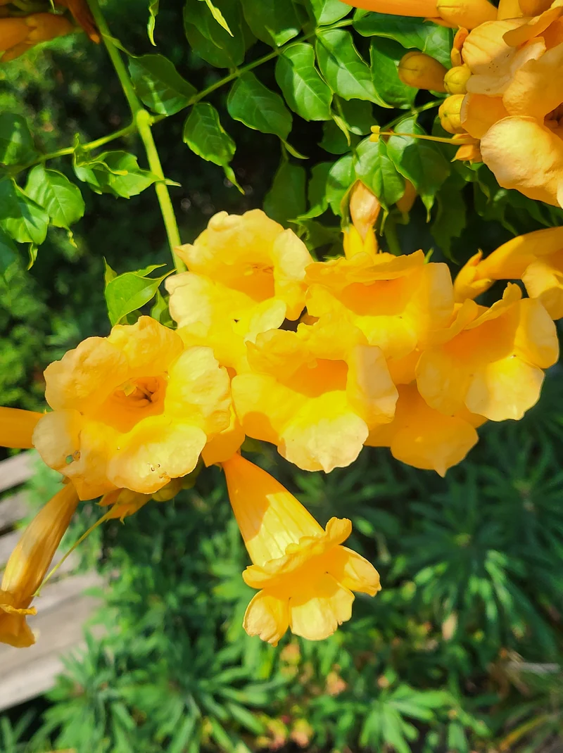 Bignone jaune ‘Flava’ ( Campsis radicans ‘Flava’)
