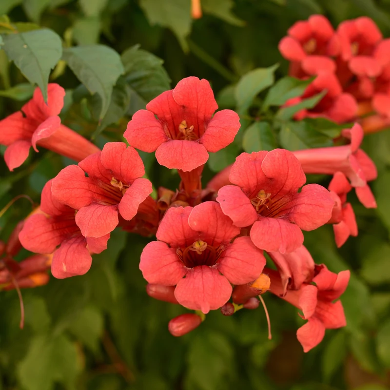 Bignone ‘Flamenco’ ( Campsis radicans ‘Flamenco’)