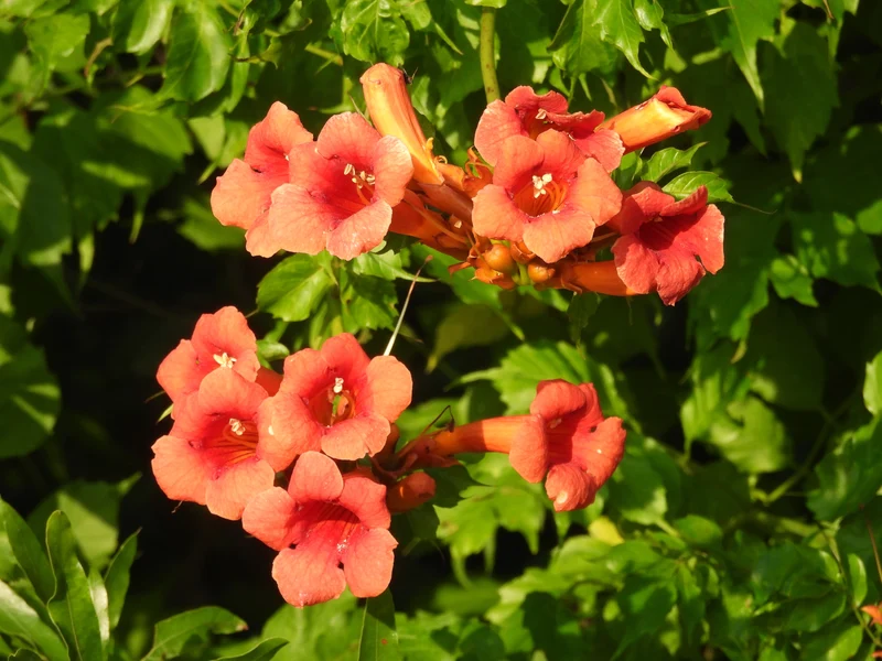 Bignone de Virginie ( Campsis radicans )